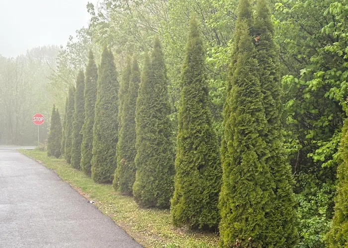 Belleview Apartment Brasov